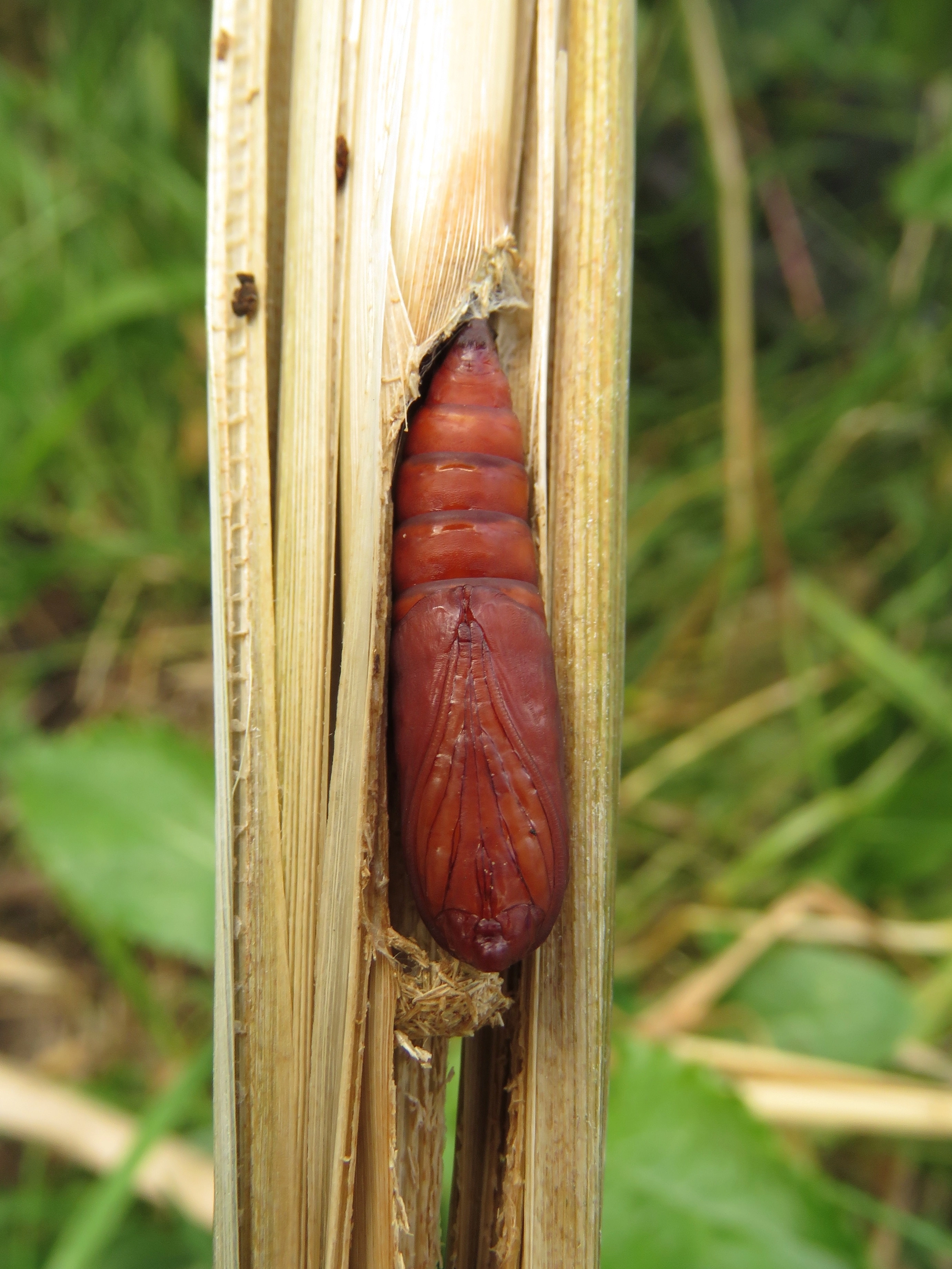 Lisdoddeboorder Nonagria typhae pop Ruben Meert IMG_7949 bis.jpg